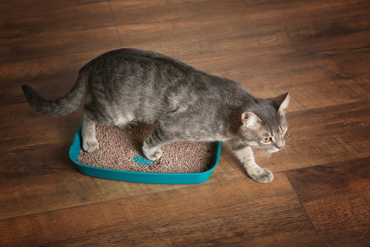 What Smells do Cats Hate: 13 You Must Avoid (2022) 12 cat on green litter box and wooden floor