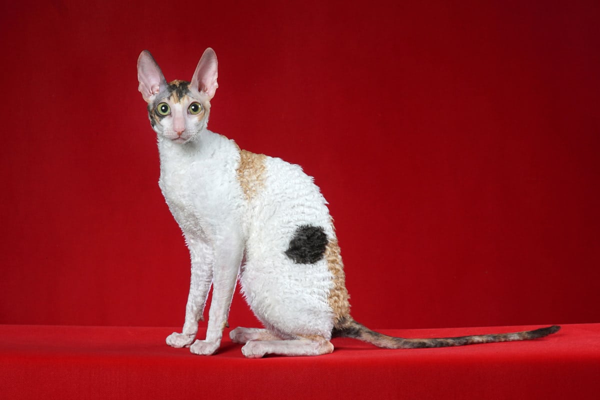 Bicolored Cornish Rex cat on a red background.