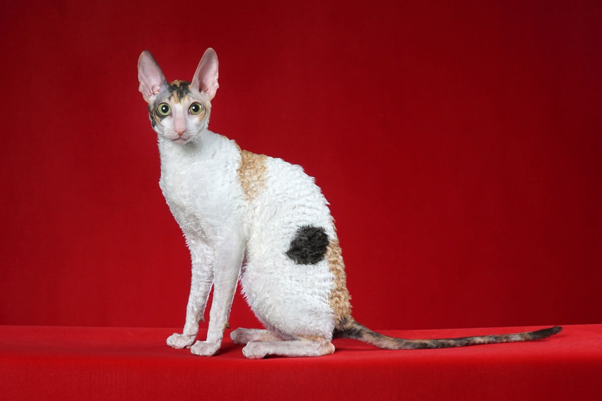 17 Cat Breeds That Don't Shed or Shed Less than Others (2022) I ...