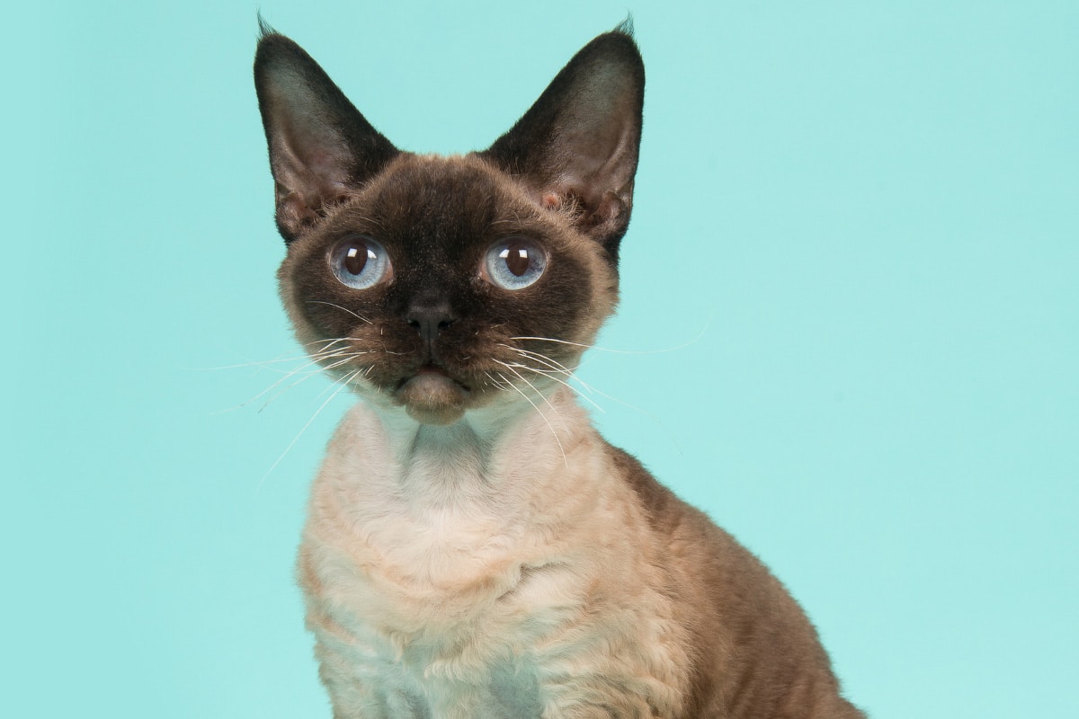 Devon rex con cara oscura.