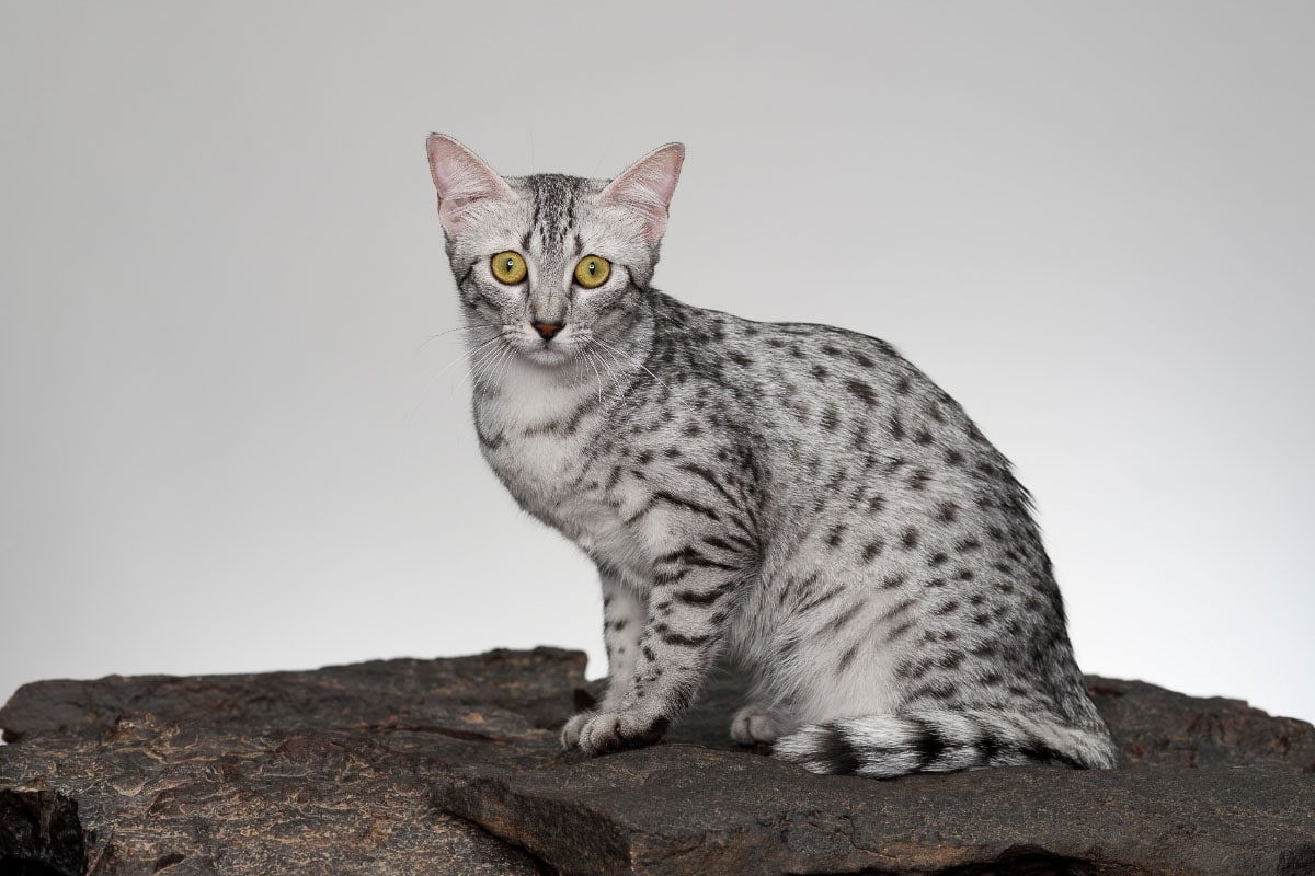 Egyptian mau cat