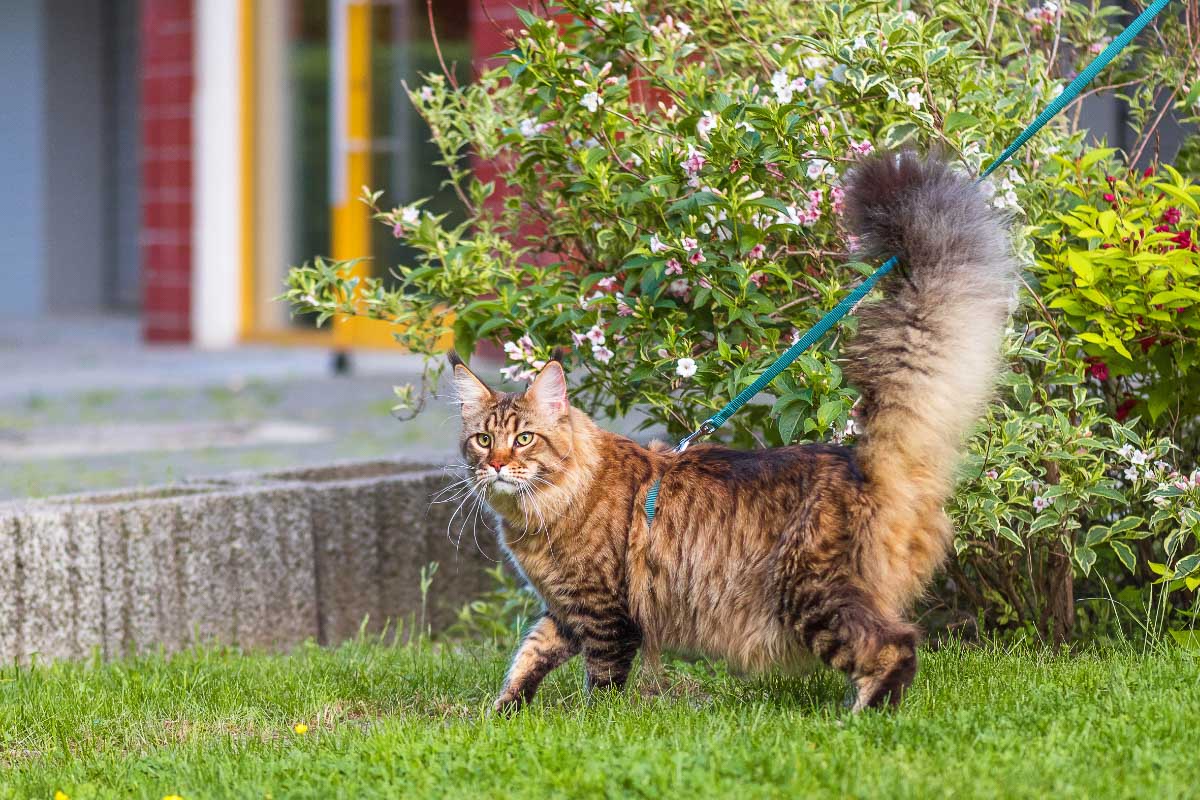 Why Do Cats Chase Their Tails 5 Things You Need To Know I Discerning Cat