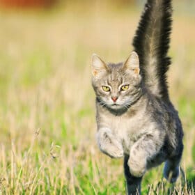 Grey cat jumps through grass with tail in the air.