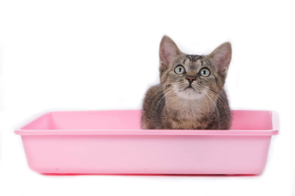 4 Top Travel Litter Box Options Your Cat Will Love I Discerning Cat