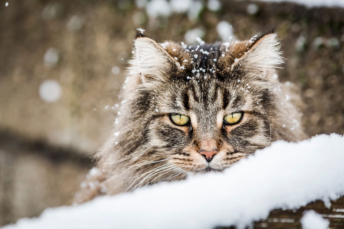 Norwegian forest cat in the snow