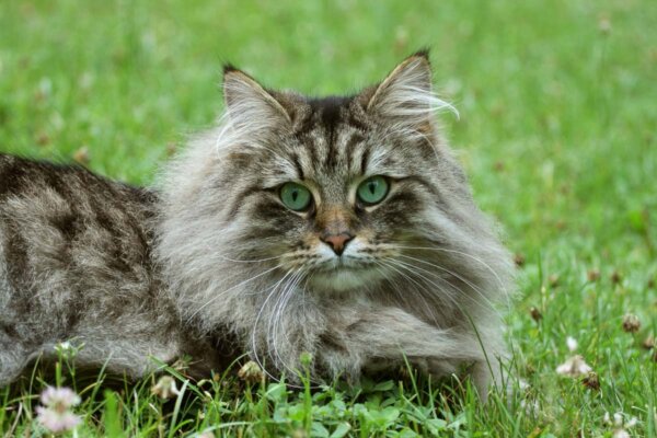 22 Rare Cat Breeds | Uncommon Domestic House Cats