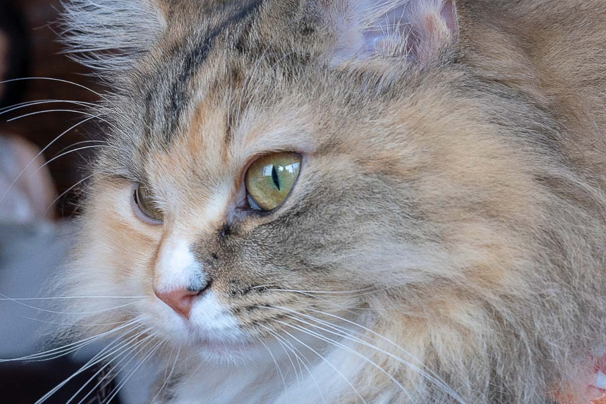 ragamuffin cat eye shot in profile