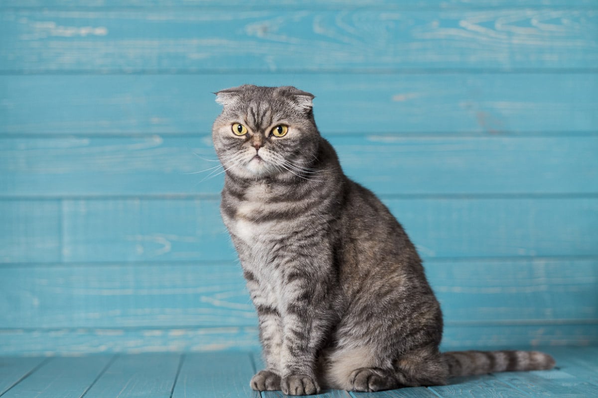 gato plegable escocés contra el fondo azul