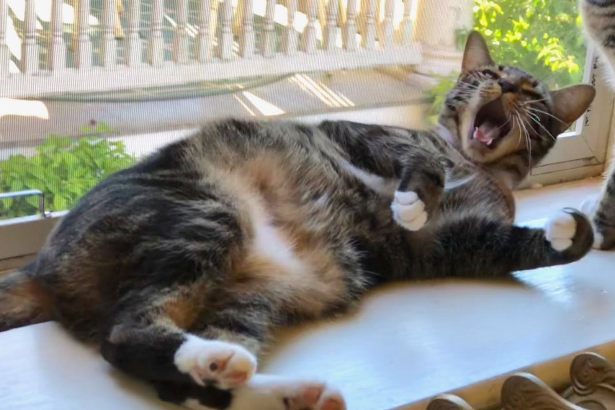 Sokoke cat lying down and yawning.