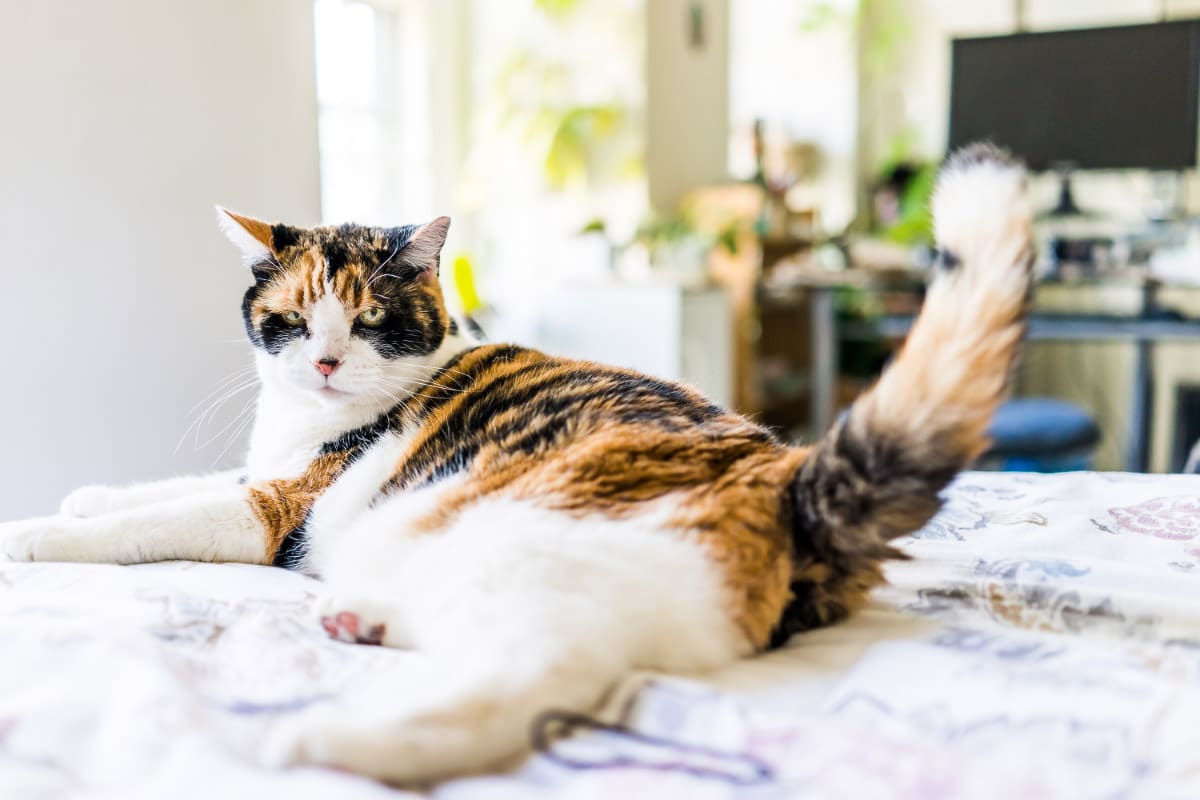 Chat tigré couché sur le lit avec la queue levée.