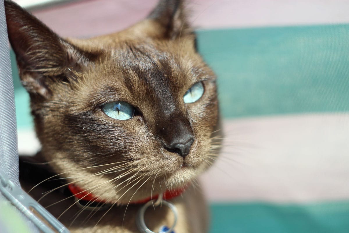 Tonkinese cat with aqua eyes