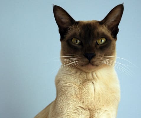 22 Rare Cat Breeds | Uncommon Domestic House Cats