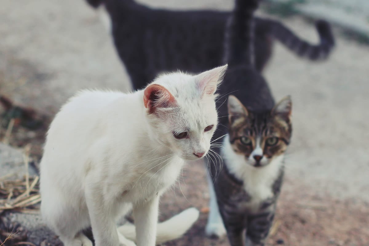 white cat and tabby cat
