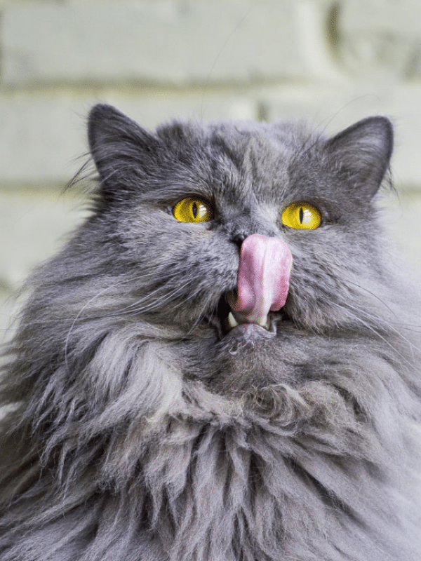 grey cat with yellow eyes and tongue up