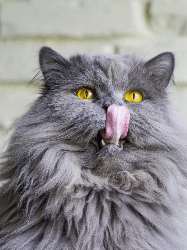 gatto grigio con gli occhi gialli e la lingua fino