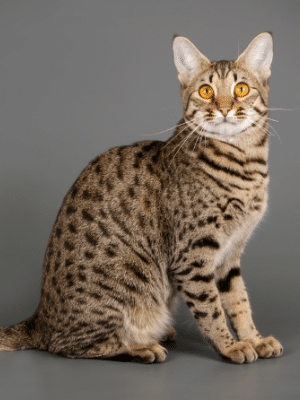 savannah cat full body