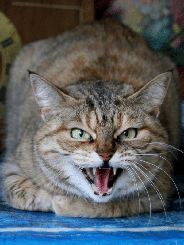 tabby cat with green eyes growling