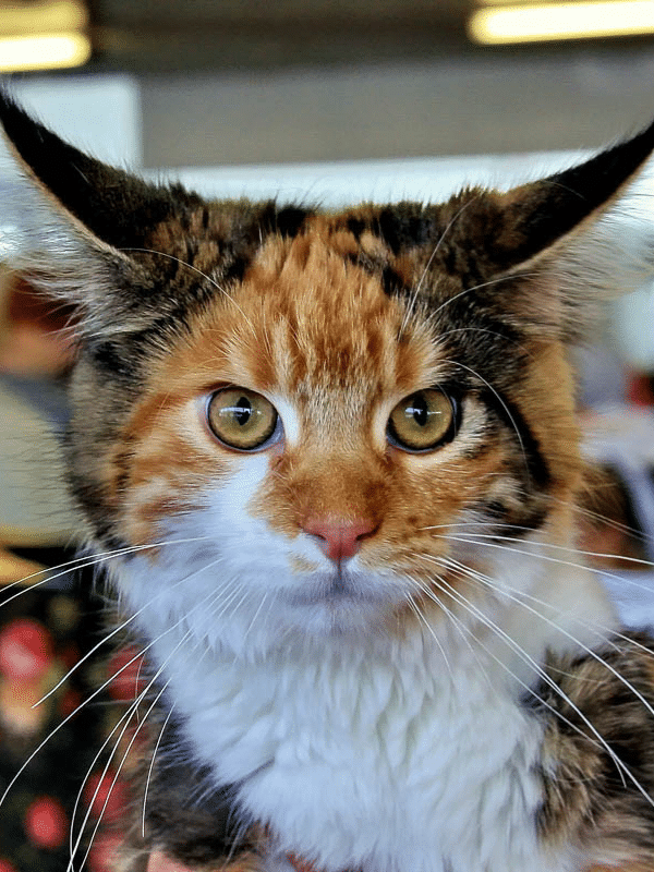 maine coon calico mix