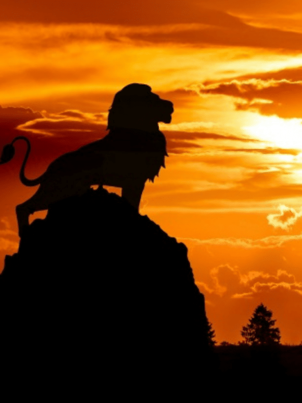 11 Marvellous Movie Cat Names You'll Love 5 male lion silhouetted against orange sky