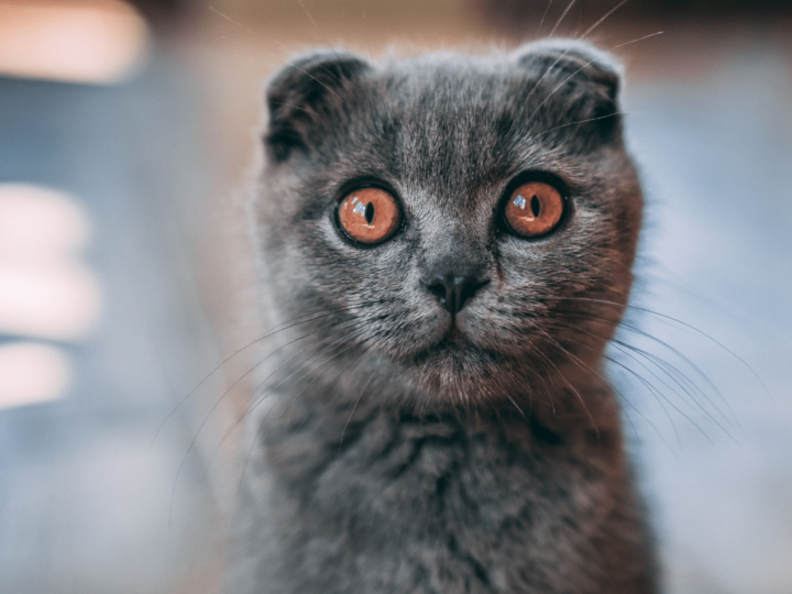 What Does It Mean When A Cat Stares At You? 5 Reasons You Should Know