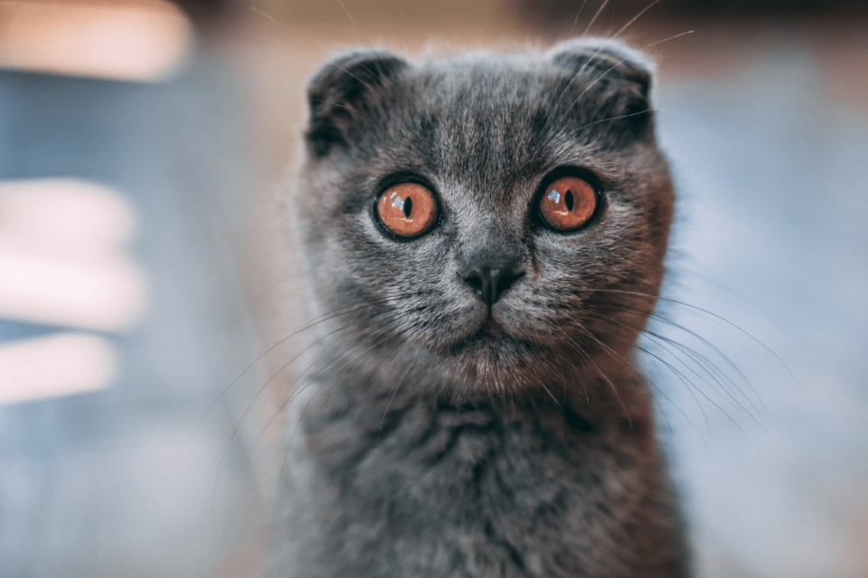 what-does-it-mean-when-a-cat-stares-at-you-5-reasons-you-should-know-i