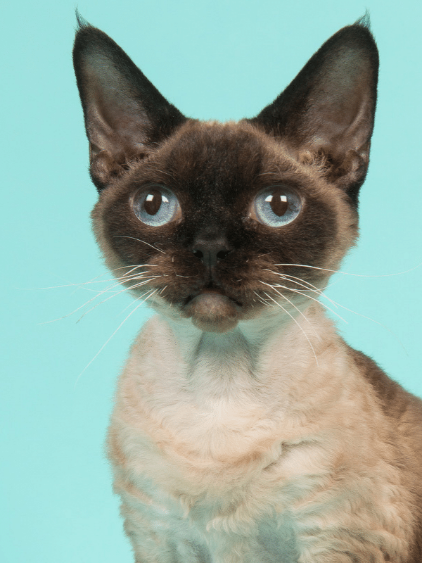 devon rex cat with big blue eyes