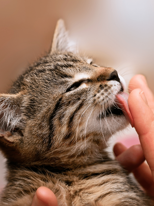 tabby cat licks human finger