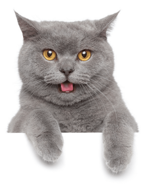 grey scottish fold cat with amber eyes staring