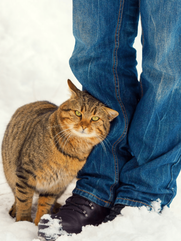 ginger tabby cat leans against jean legs