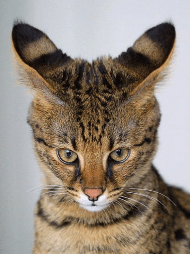 15 Beautiful Big Ear Cat Breeds that you'll Love I Discerning Cat