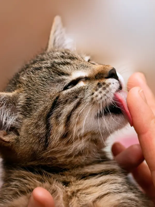 What does it mean when cats bite then lick you