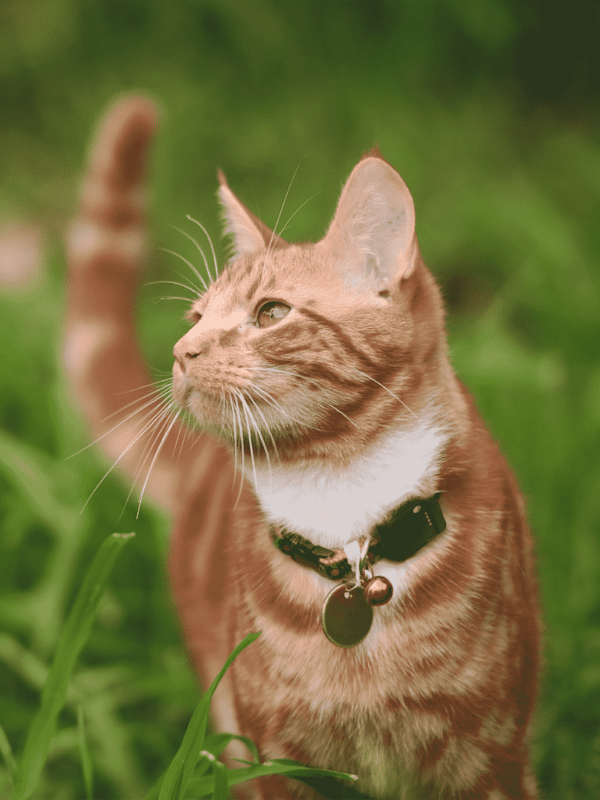 ginger cat in grass wearing collar with GPS