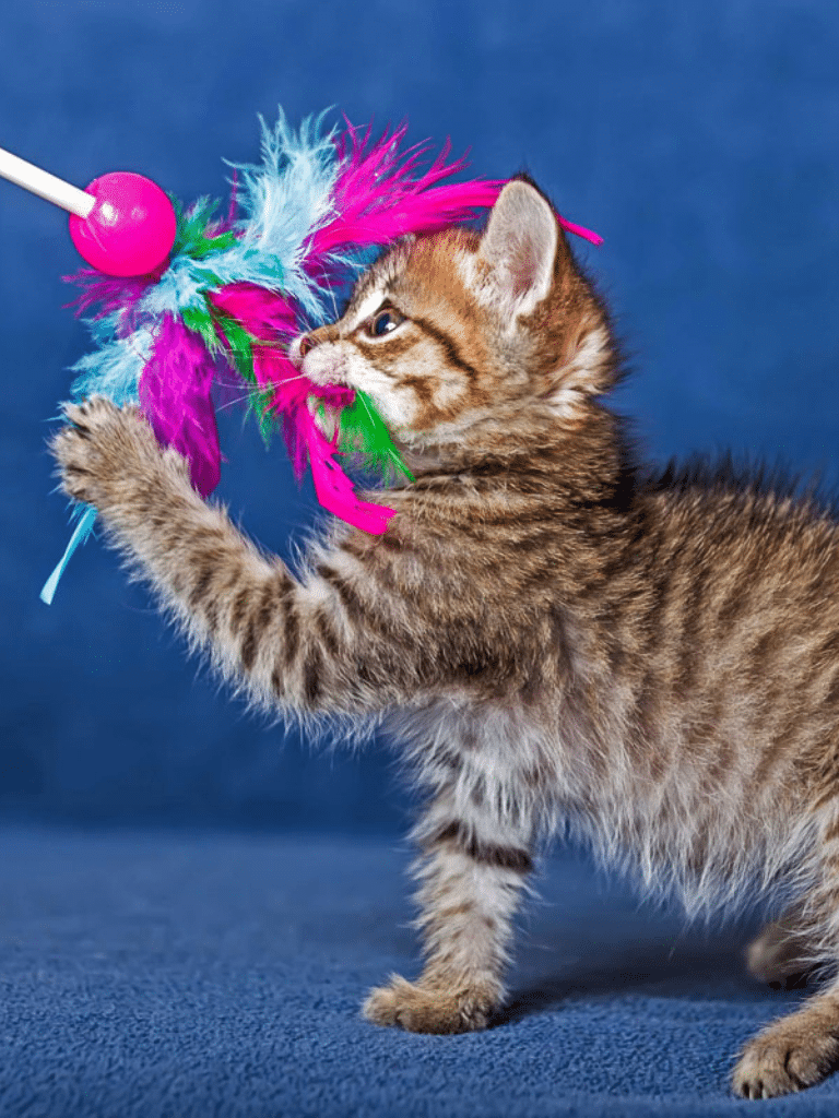 tabby kitten plays with colourful toy