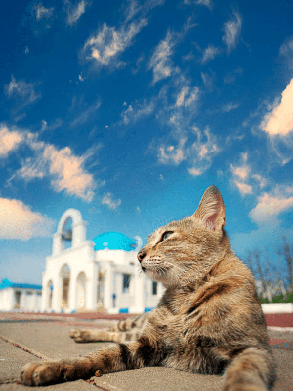 tabby cat in front of greek church and blue sky