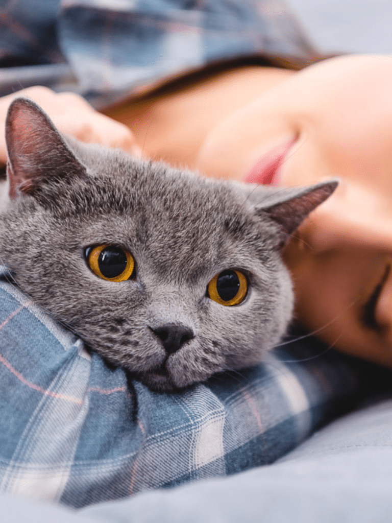 grey cat snuggled up against woman