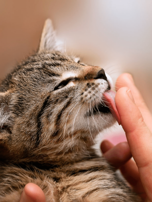 tabby cat licks human finger