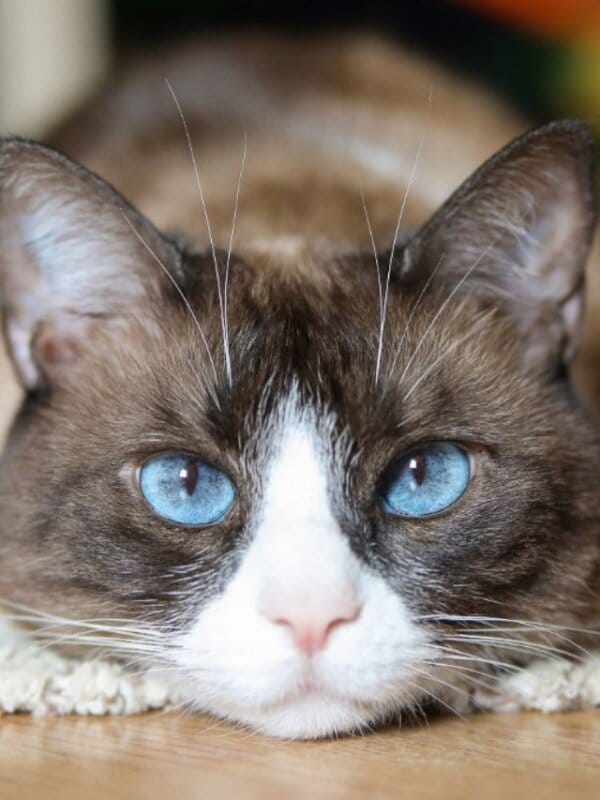 blue eyed snow shoe cat