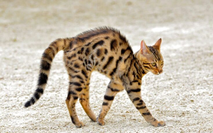 bengal cat with back arched walking