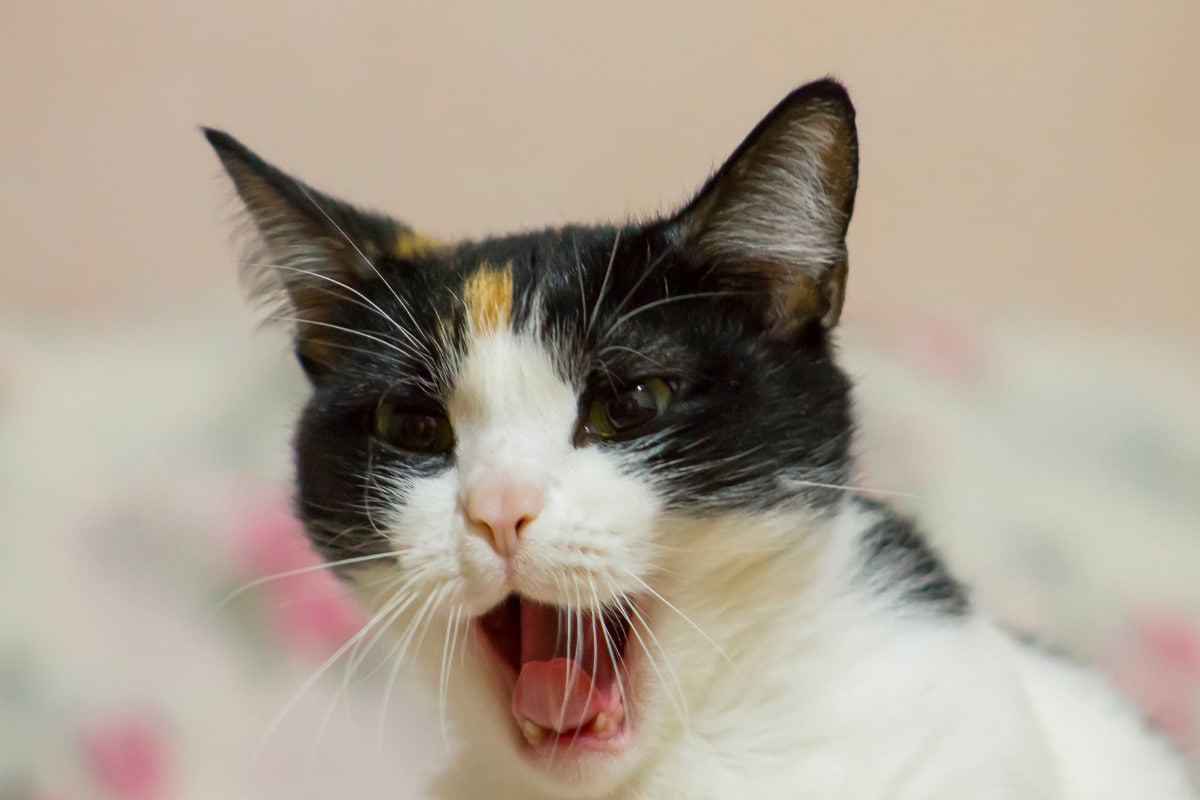 Why Do Cats Growl 7 Reasons You Should Know I Discerning Cat