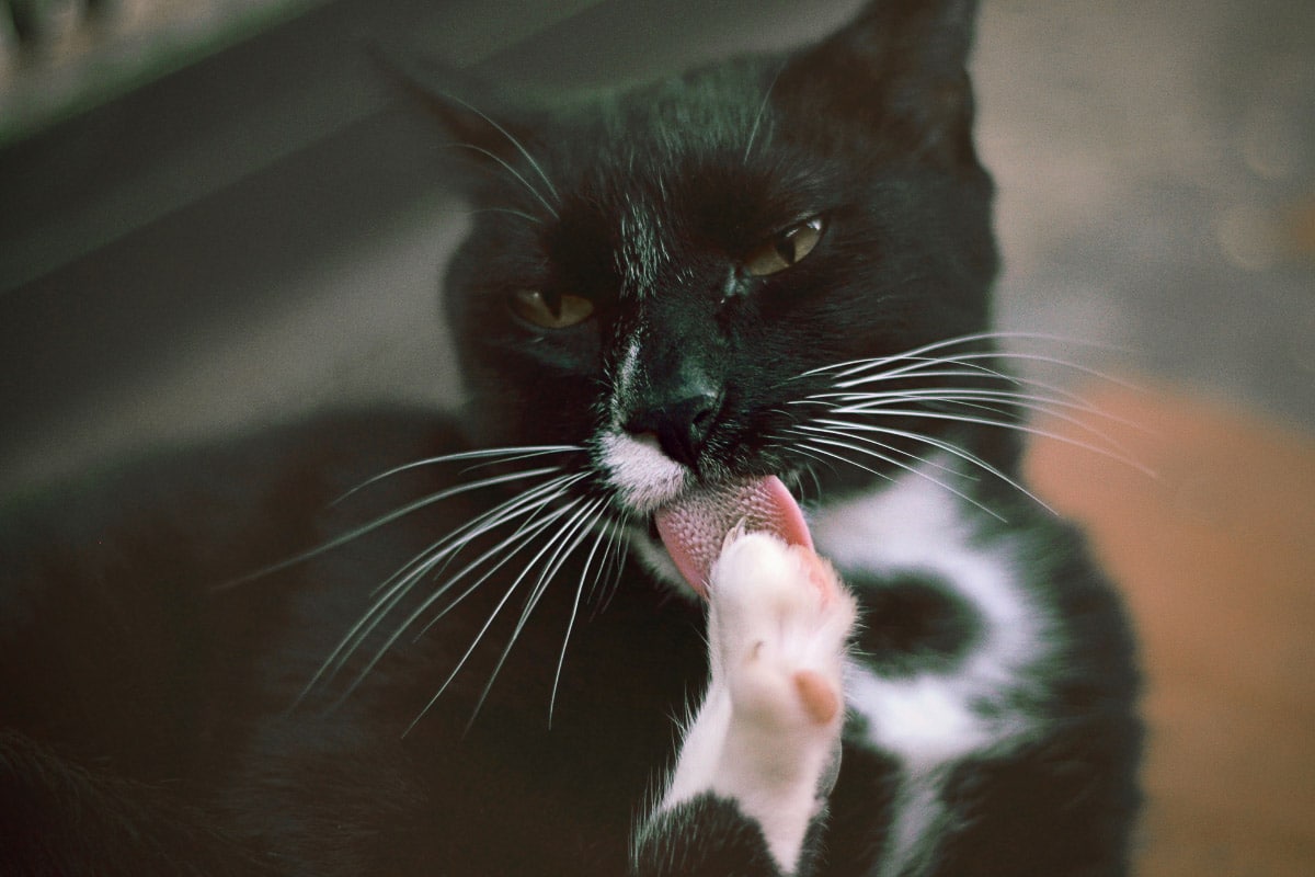 black and white cat licks his paw
