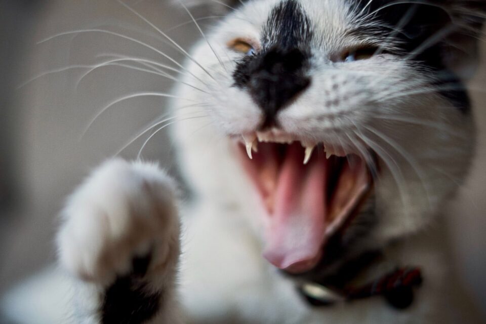 Why Does my Cat Attack Me? 8 Reasons You Should Know I Discerning Cat