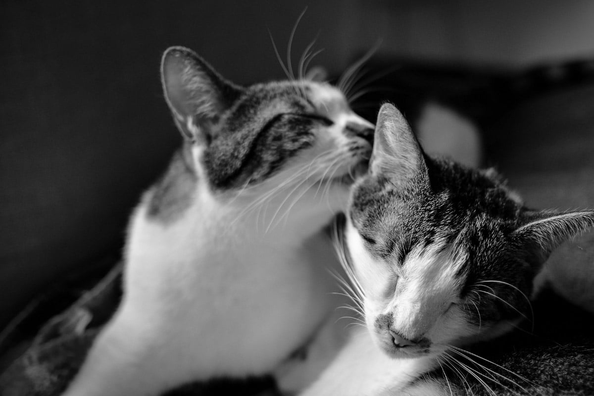 gatinho malhado preto e branco Lambe outro 