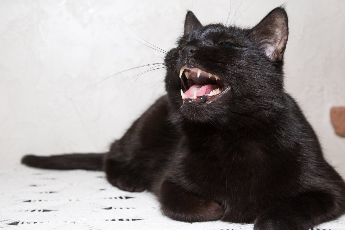 Black cat yawning.