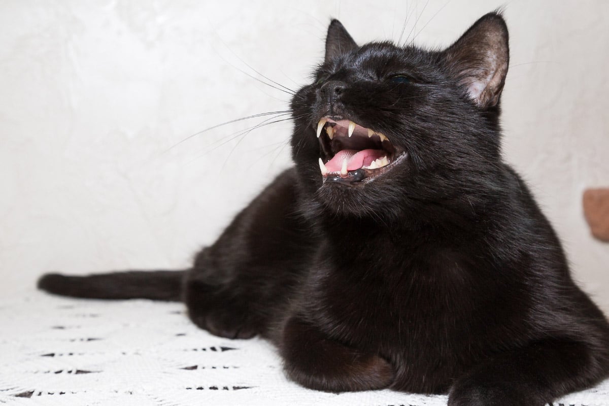 yawning black cat