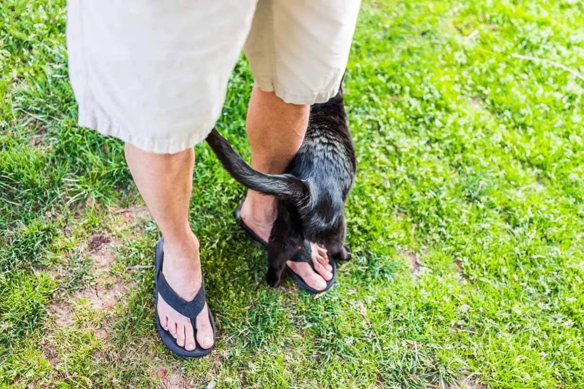 What Does It Mean When A Cat Rubs Against A Dog