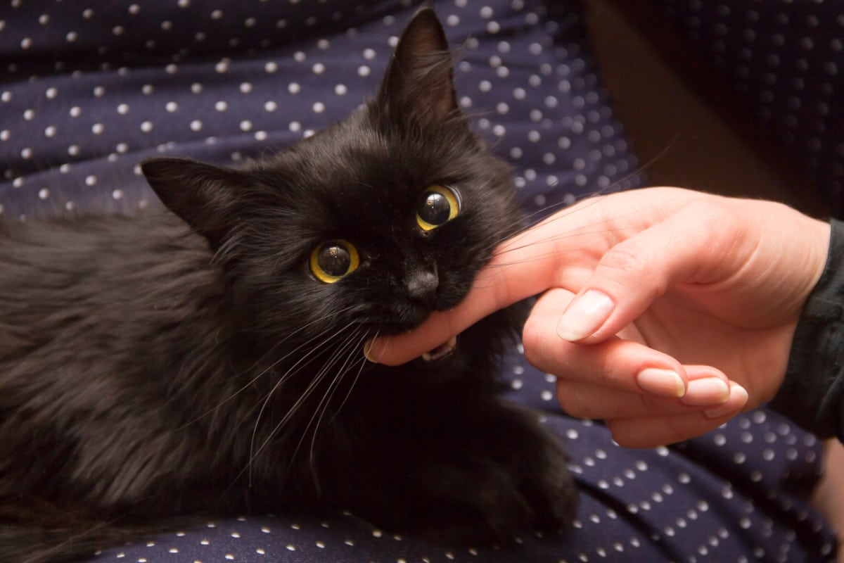 Black kitten with yellow eyes biting a person's finger.
