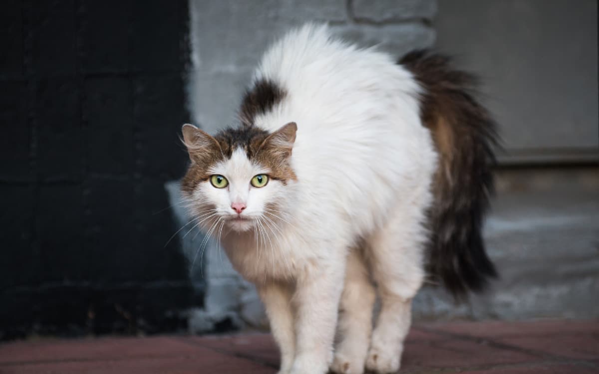 Why Do Cats Arch Their Back? (2023) 6 Reasons You Should Know 4 brown and white fluffy cat arches back