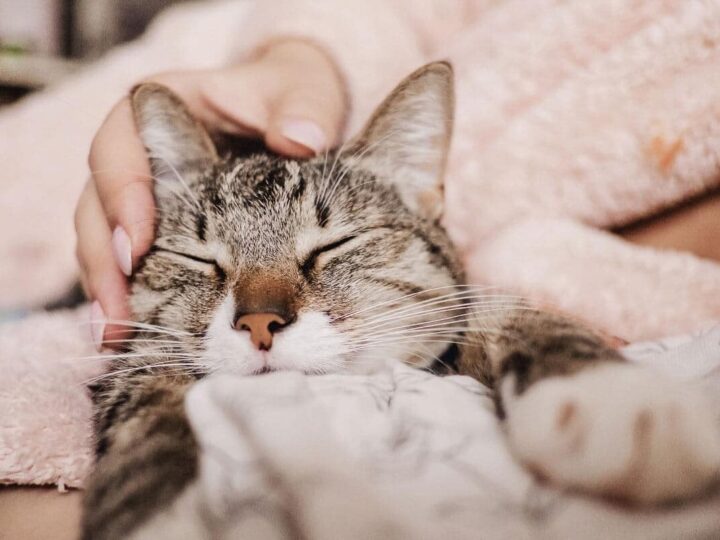 Why Do Cats Purr When You Stroke Them? 6 Reasons You Need to Know