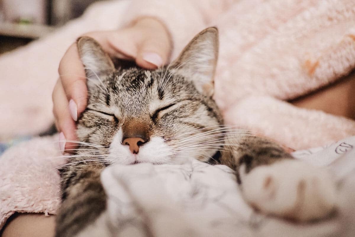 cat purring while being stroked