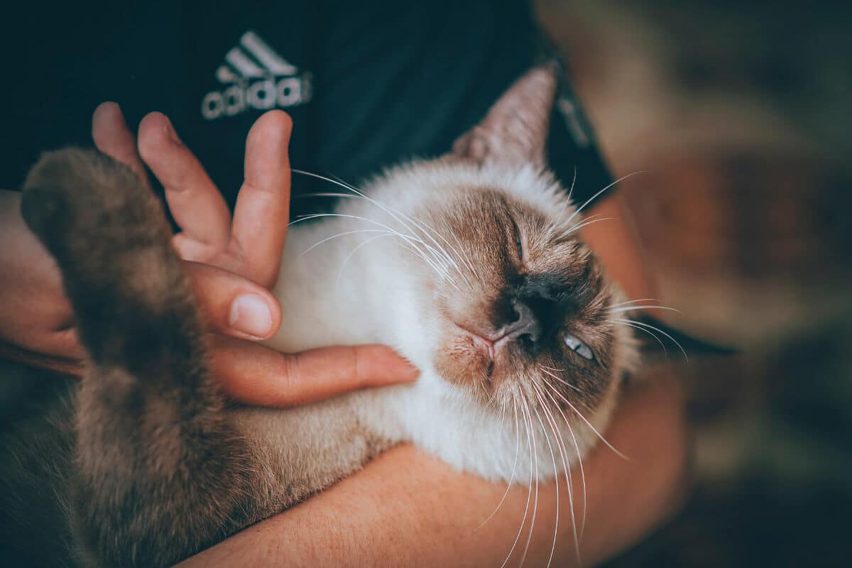 cat with dark face being tickled under chin